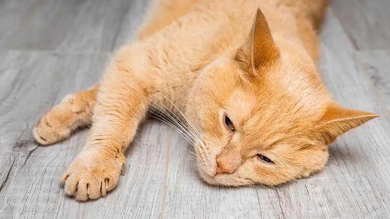 ibs in cats