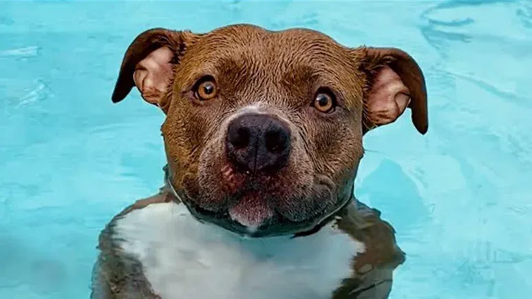 pearls pool adventures
