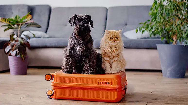 pet friendly travel tips
