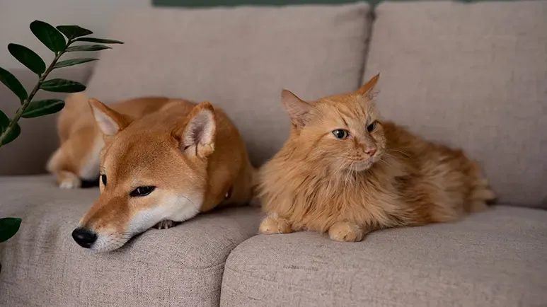 strange signs of a stressed pet