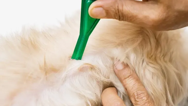 flea and tick treatments