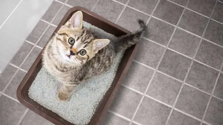 feline interstitial cystitis