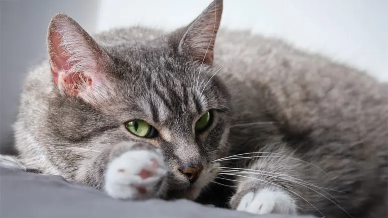 cat declawing de toeing