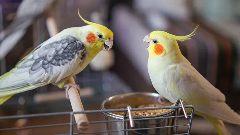 cockatiel