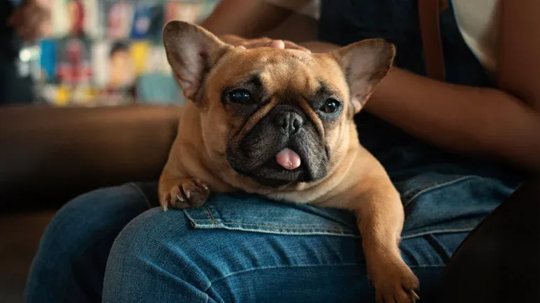 dog cortisol insufficiency
