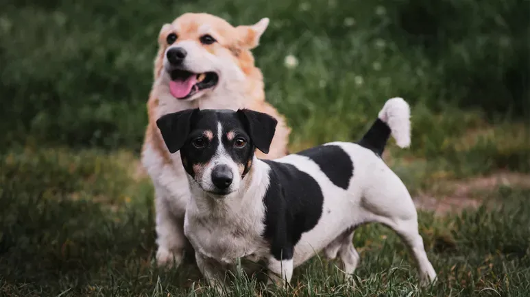 farm dogs