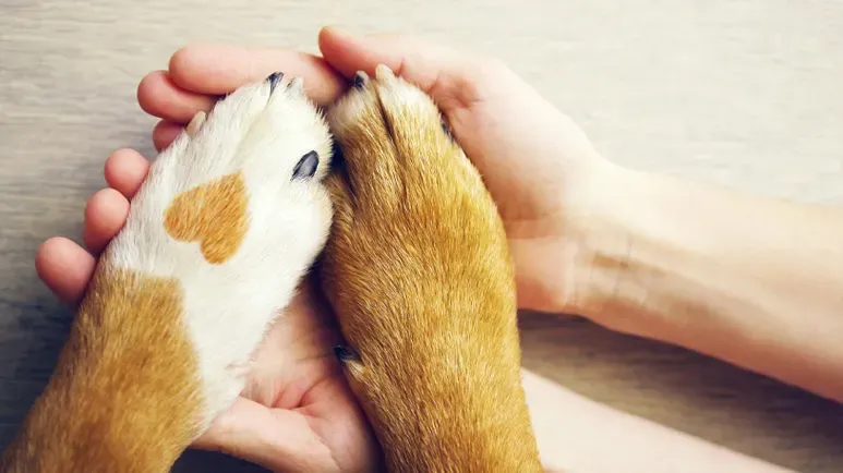 knowing the right time to say goodbye to a pet