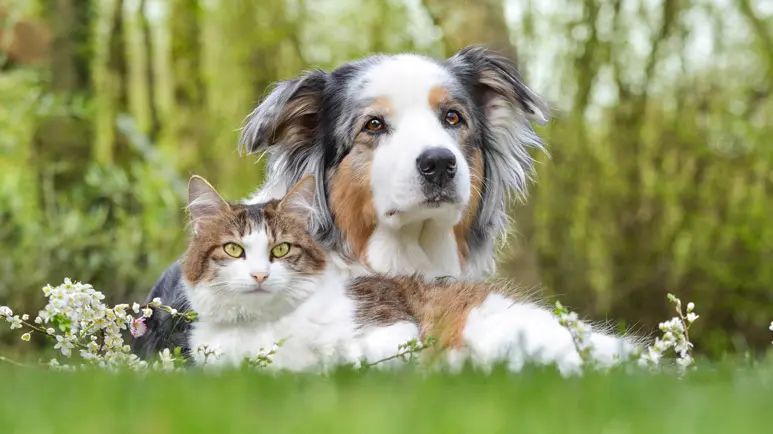 pet friendly garden