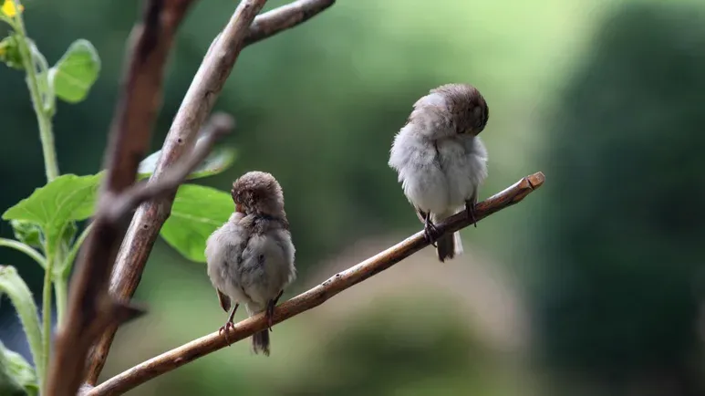 songbirds