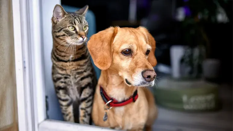5 steps in hiring a pet sitter