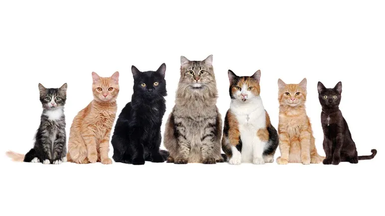 cat coat colors