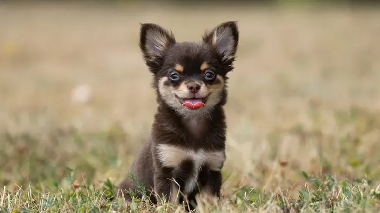 common small dog myths