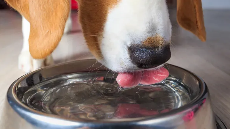 dogs sloppy drinkers