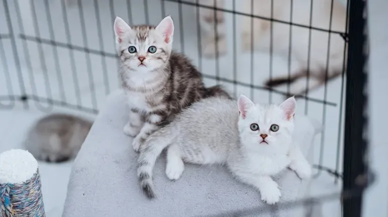 kitten nurseries