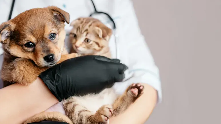 pet physical exam