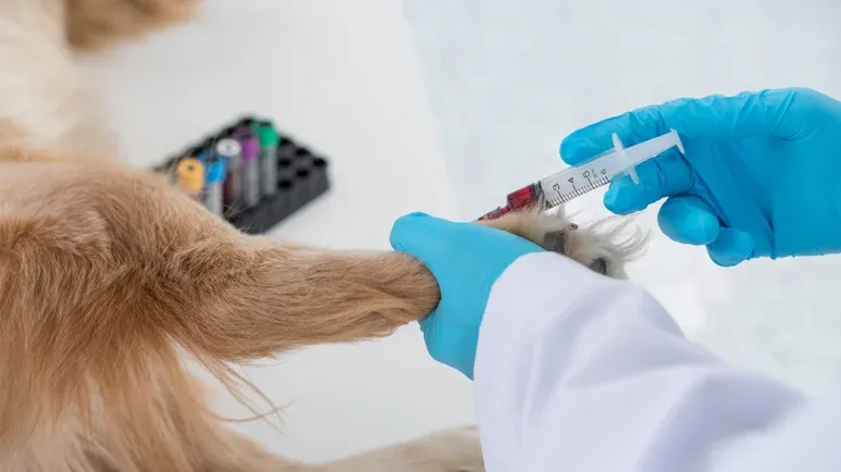 ultraviolet blood irradiation pets