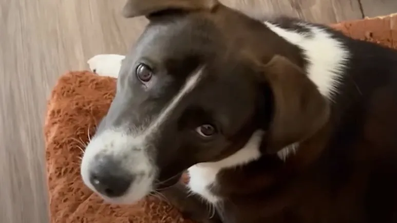 maisy the security dog
