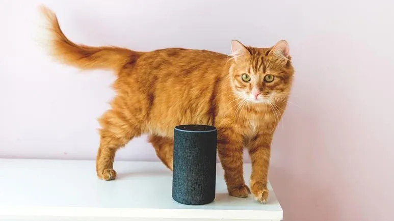 music for cats