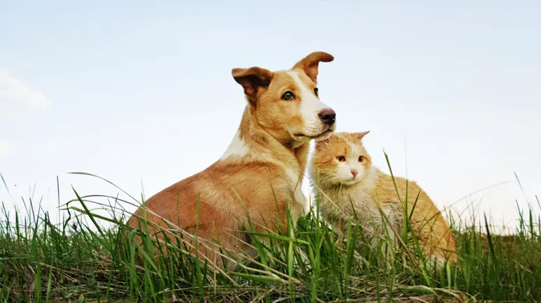 pets glyphosate exposure