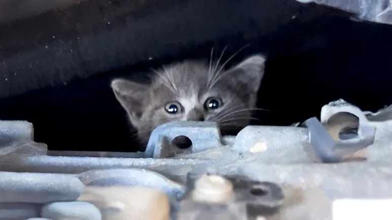rescuing mercedes the shop cat