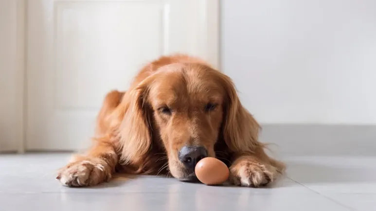 can you feed eggs to your pet