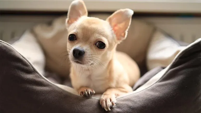 small dogs