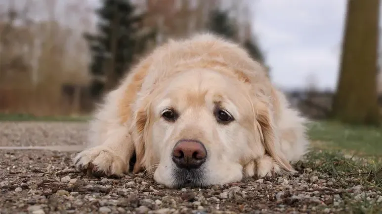 unintentionally breaking dogs spirit
