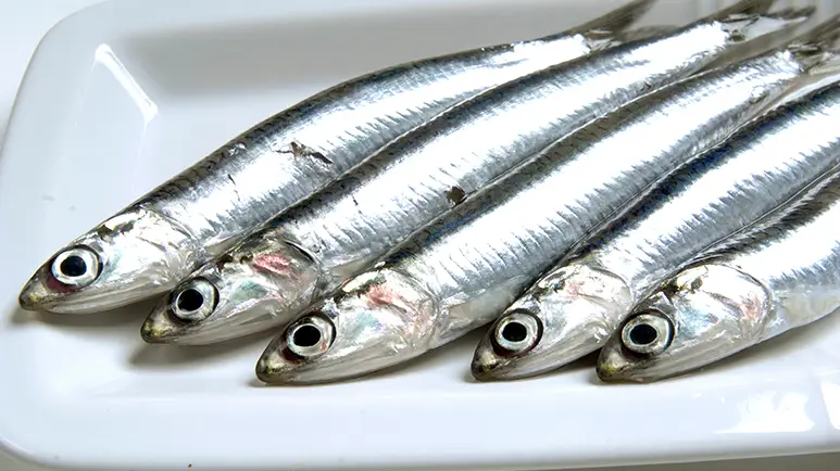 can you feed anchovies to your pet