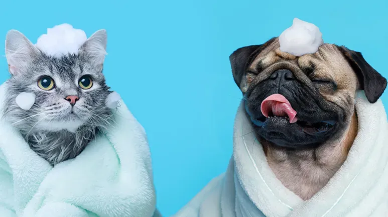 pet bath tips