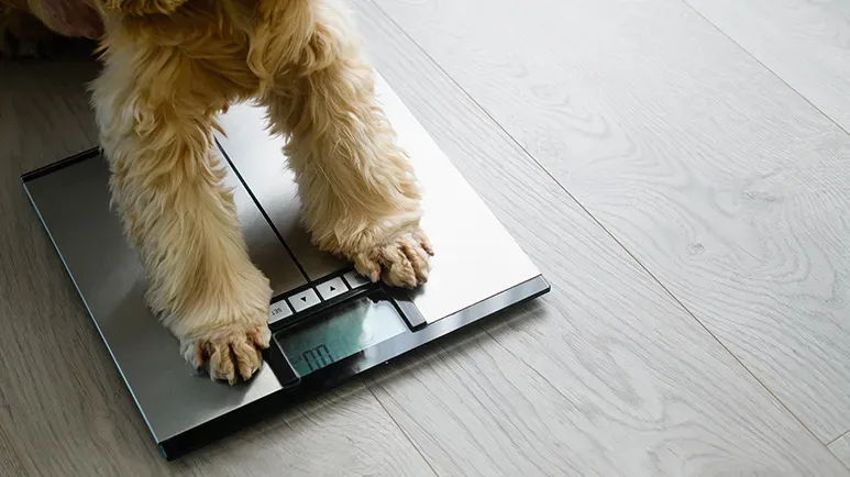 pet inflammation