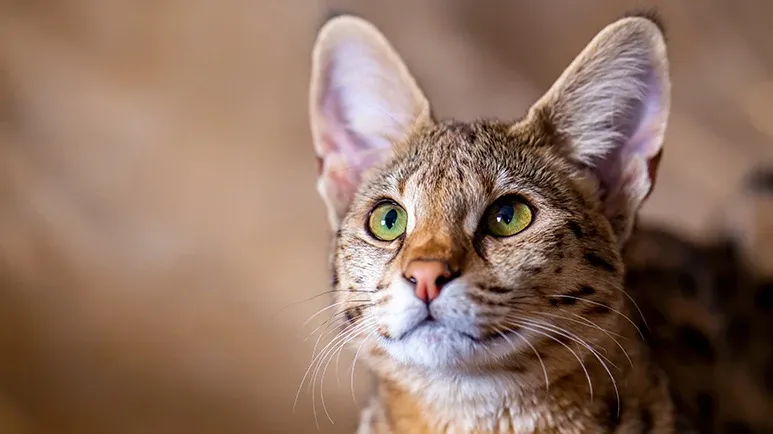 savannah breed