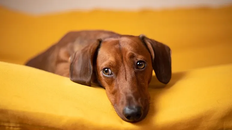 tips to keep senior dog healthy happy