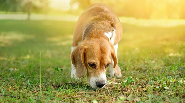 benefits of sniffing for dogs