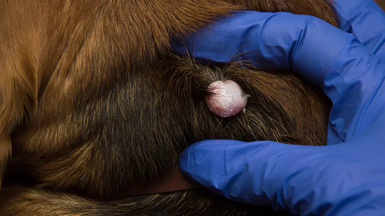 cysts vs tumors in dogs