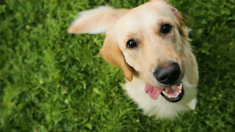 dog nuzzle
