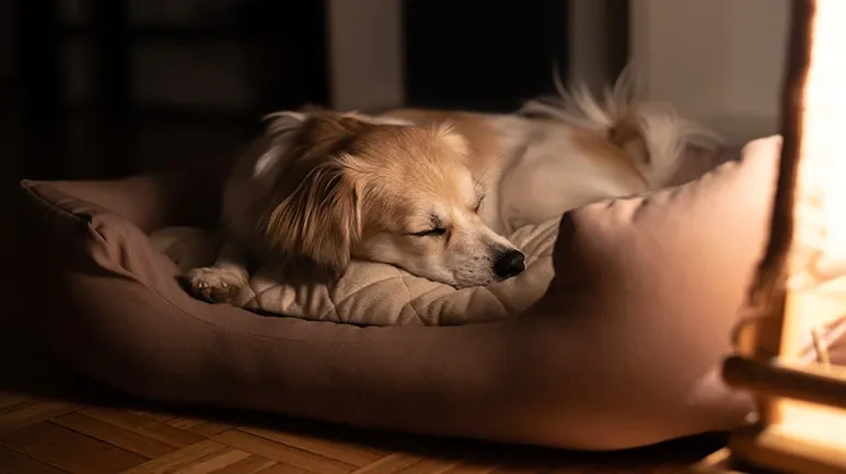 dog sleep all night