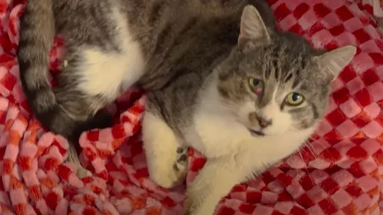 meatloafs second chance