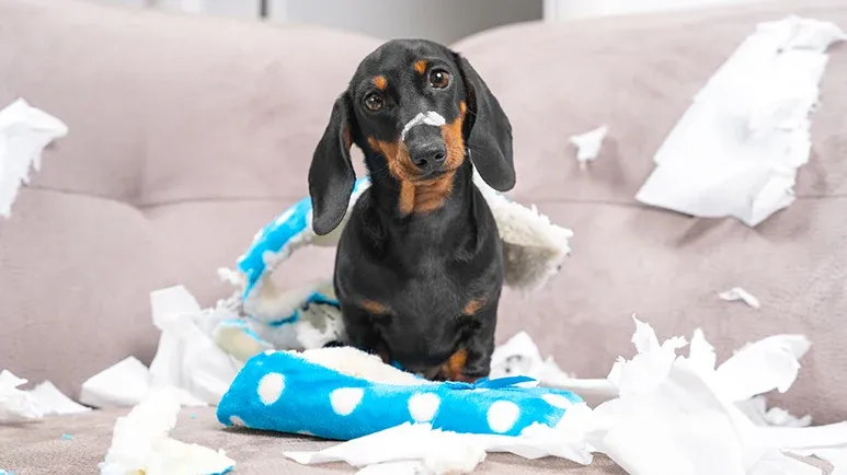 pica in dogs