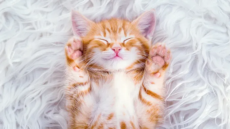 do cats dream