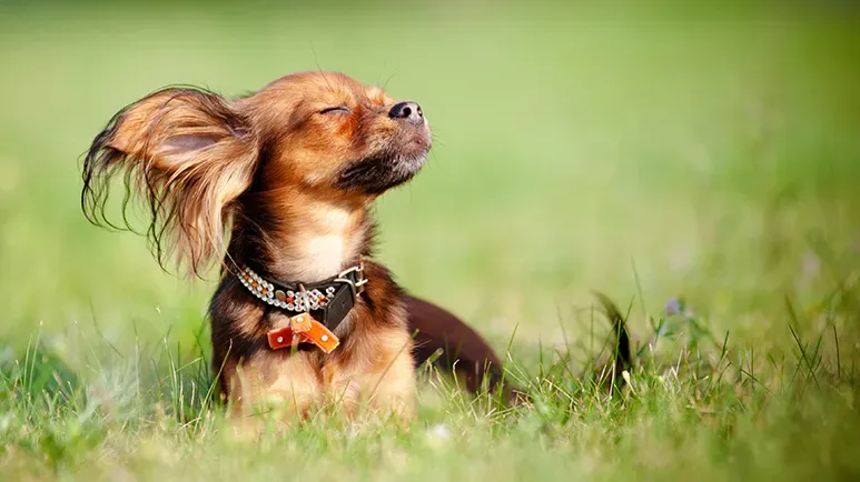 dogs sunbathe