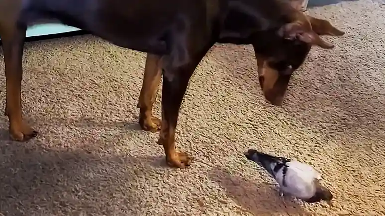 baby pigeon raised by dog learns to fly