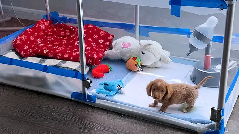 bubble puppy finally breathes on her own