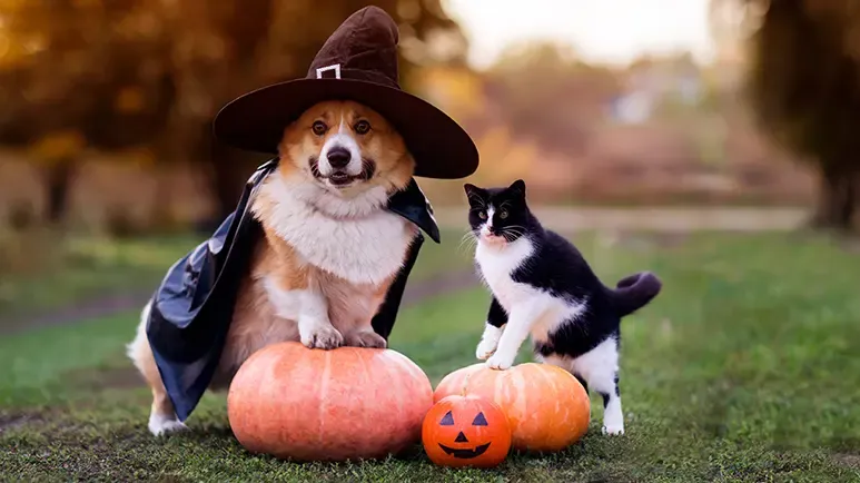 can pets eat pumpkin