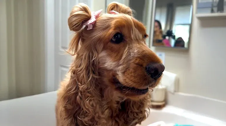 dogs hair grows so long mom styles it daily