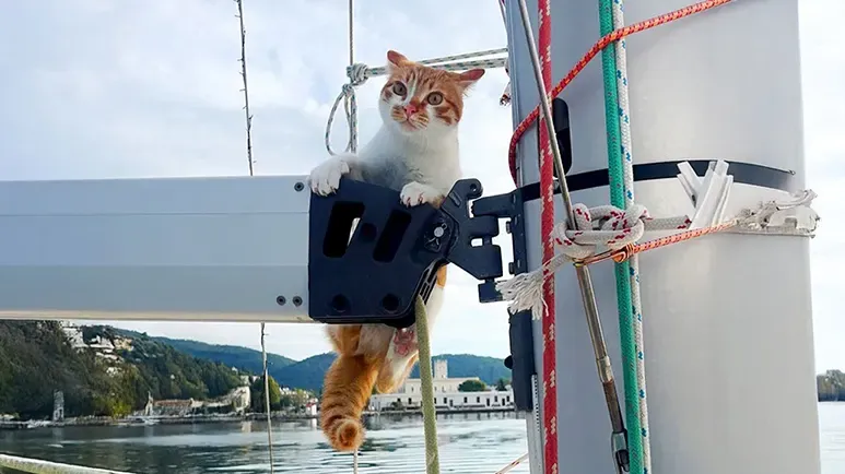 from bushes to boat life a kittens seafaring adventure