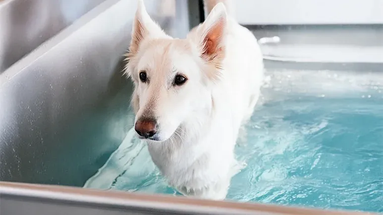 gentle waters stronger joints hydrotherapy dogs