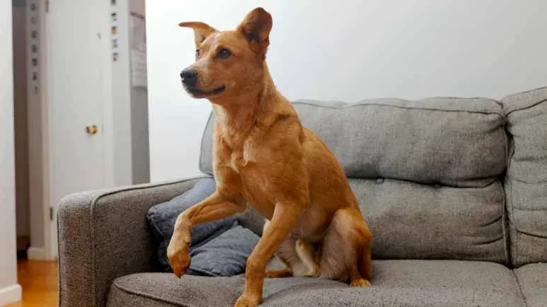 leap related injuries in dogs