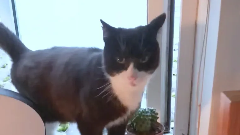 stray cat waits at window until hes adopted