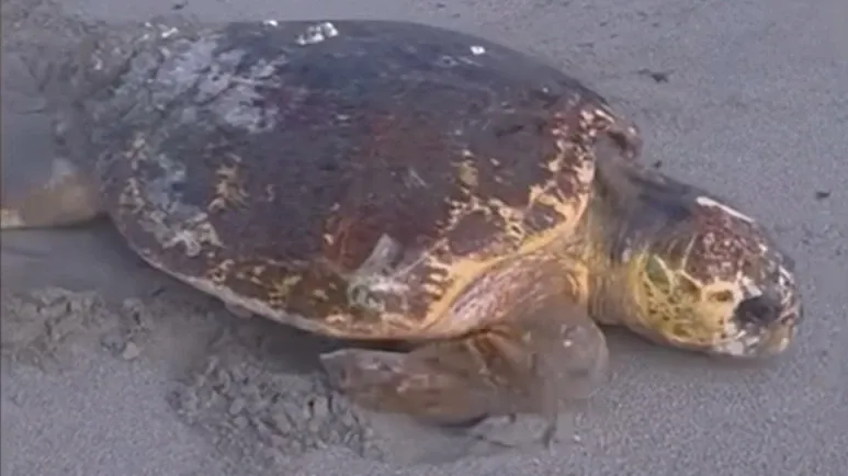the loggerhead rescue that melted hearts