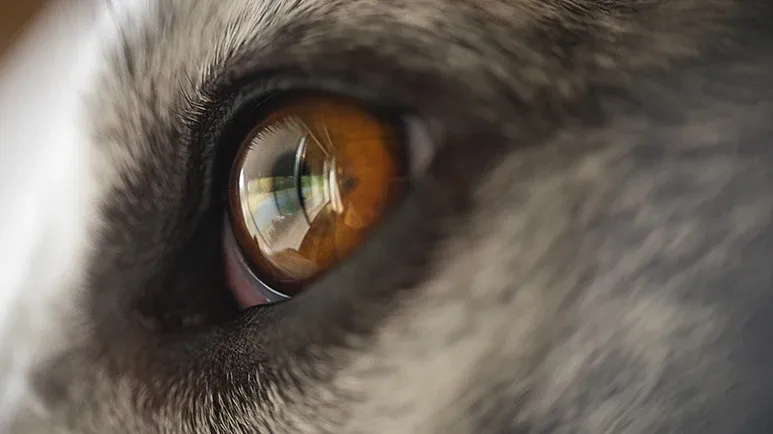 visual impairment in cats and dogs